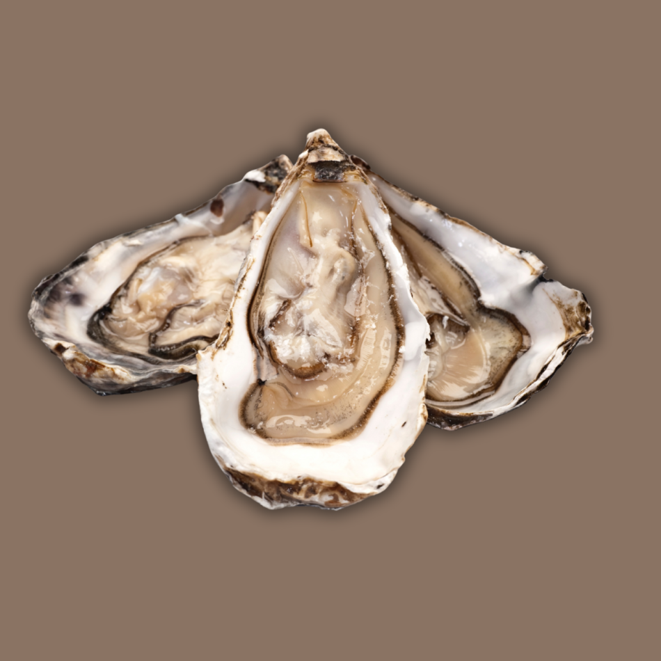 Oysters
