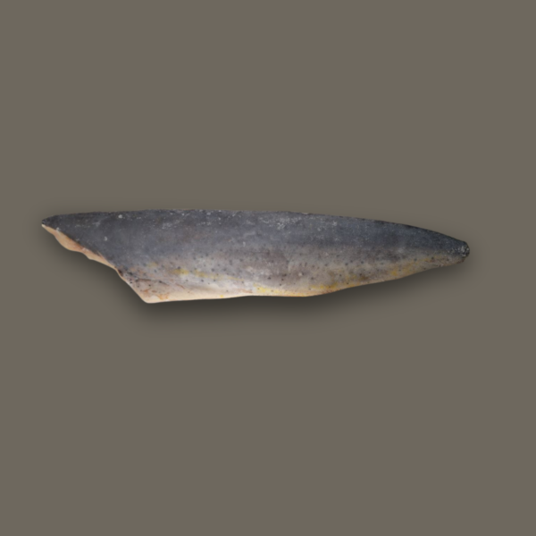 Fillet Dorade